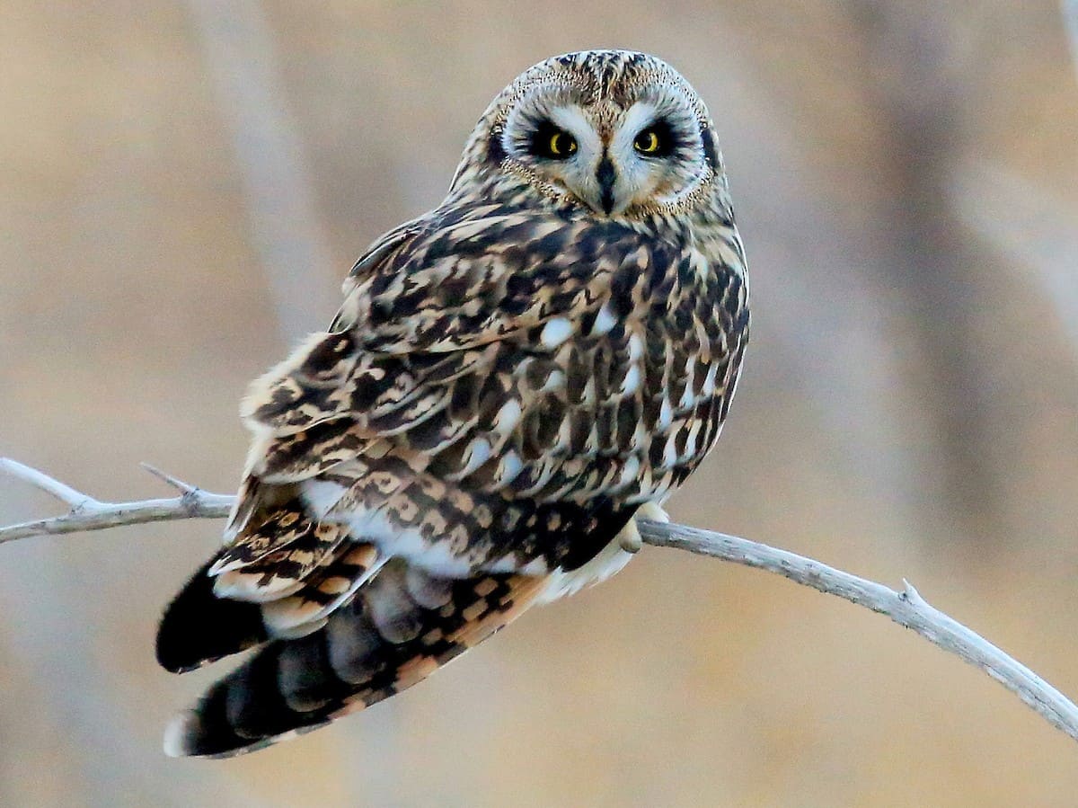 Short-eared Owl